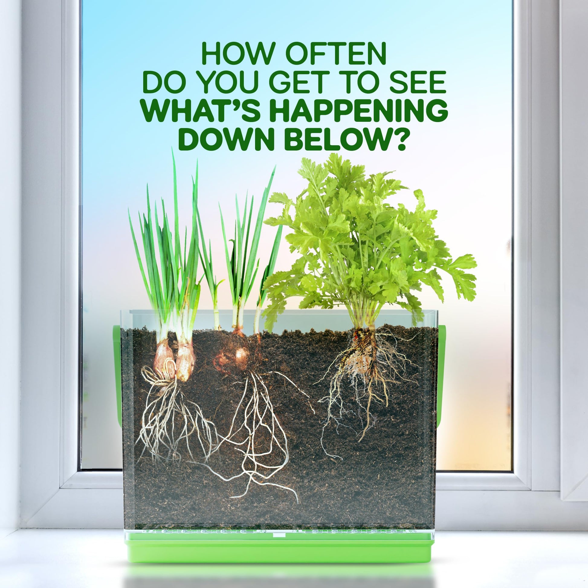 Root Viewer Kit for Kids - Grow Your Own Plant for Boys & Girls Gifts
