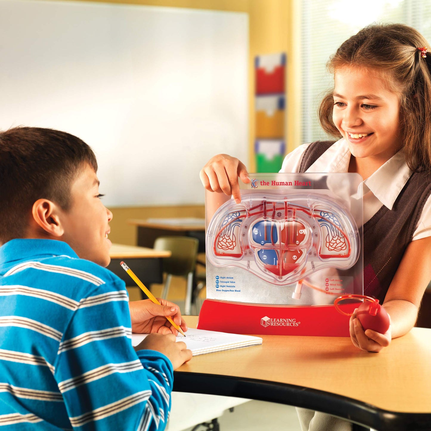 Learning Resources Pumping Heart Model - Science Classroom Must Haves, STEM Student Essentials, Practice Anatomy, Cardiology Artery and Veins Study