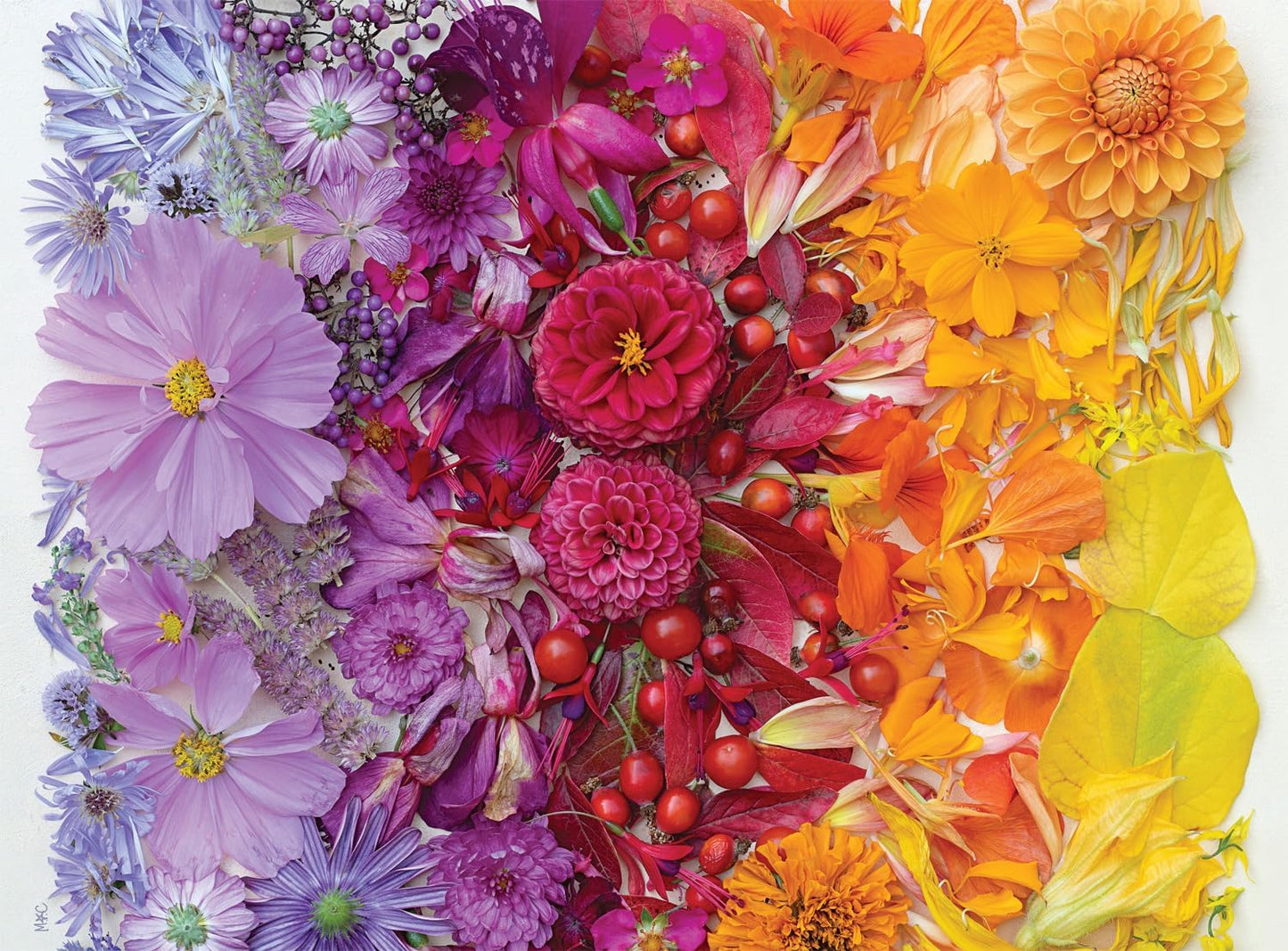 Buffalo Games - Meghan Crandall - Gradient Flora - 1000 Piece Jigsaw Puzzle for Adults -Challenging Puzzle Perfect for Game Nights - Finished Size is