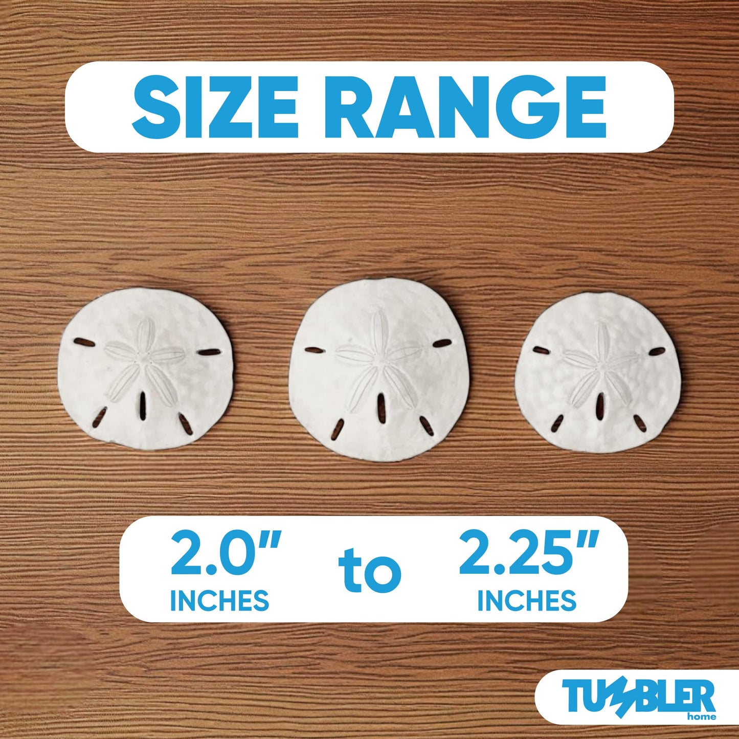 Tumbler Home White Sand Dollars 2" to 2.25" Set of 12 - Wedding Seashell Craft Sand Dollars- Hand Picked and Professionally Packed
