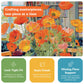 Cross & Glory - Poppies Panorama: Orange Elegance - Jigsaw Puzzles 1000 Pieces for Adults | Floral Puzzle | Vibrant Art | Satin Finish Flower Puzzles