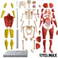 Be Amazing! Toys Interactive Human Body Anatomy Figure, 60 Pieces, Ages 8+