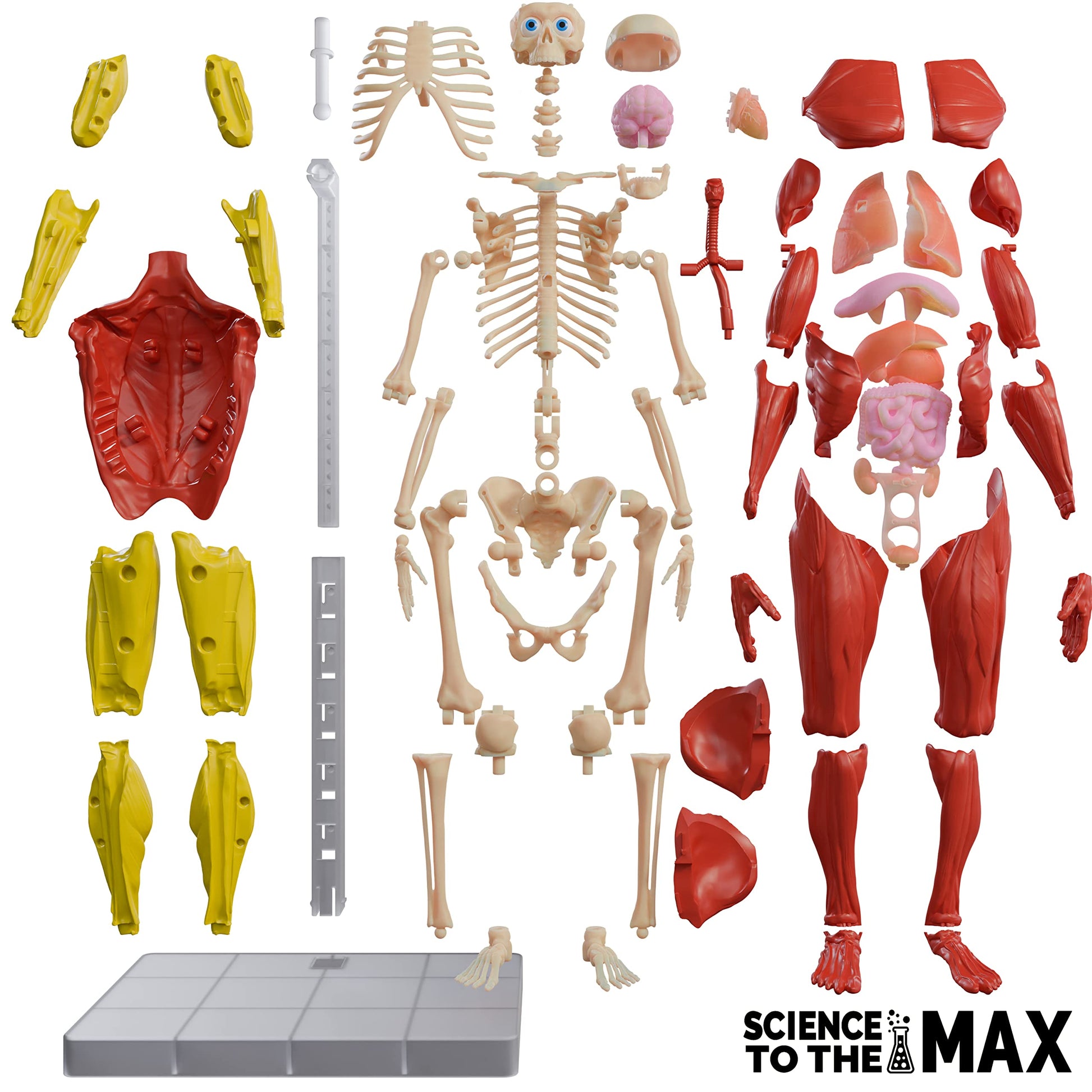 Be Amazing! Toys Interactive Human Body Anatomy Figure, 60 Pieces, Ages 8+
