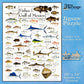 Heritage Puzzle Fishes of The Gulf of Mexico by Diane Peebles 550 Pieces