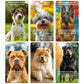 ZZBUY Dogs Against Anxiety Cards, 50 Affirmation Cards for Stress Relief and Self Care Mindfulness