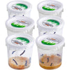 30 Live Caterpillars for Butterfly Kits, Refill with Food and Instructions