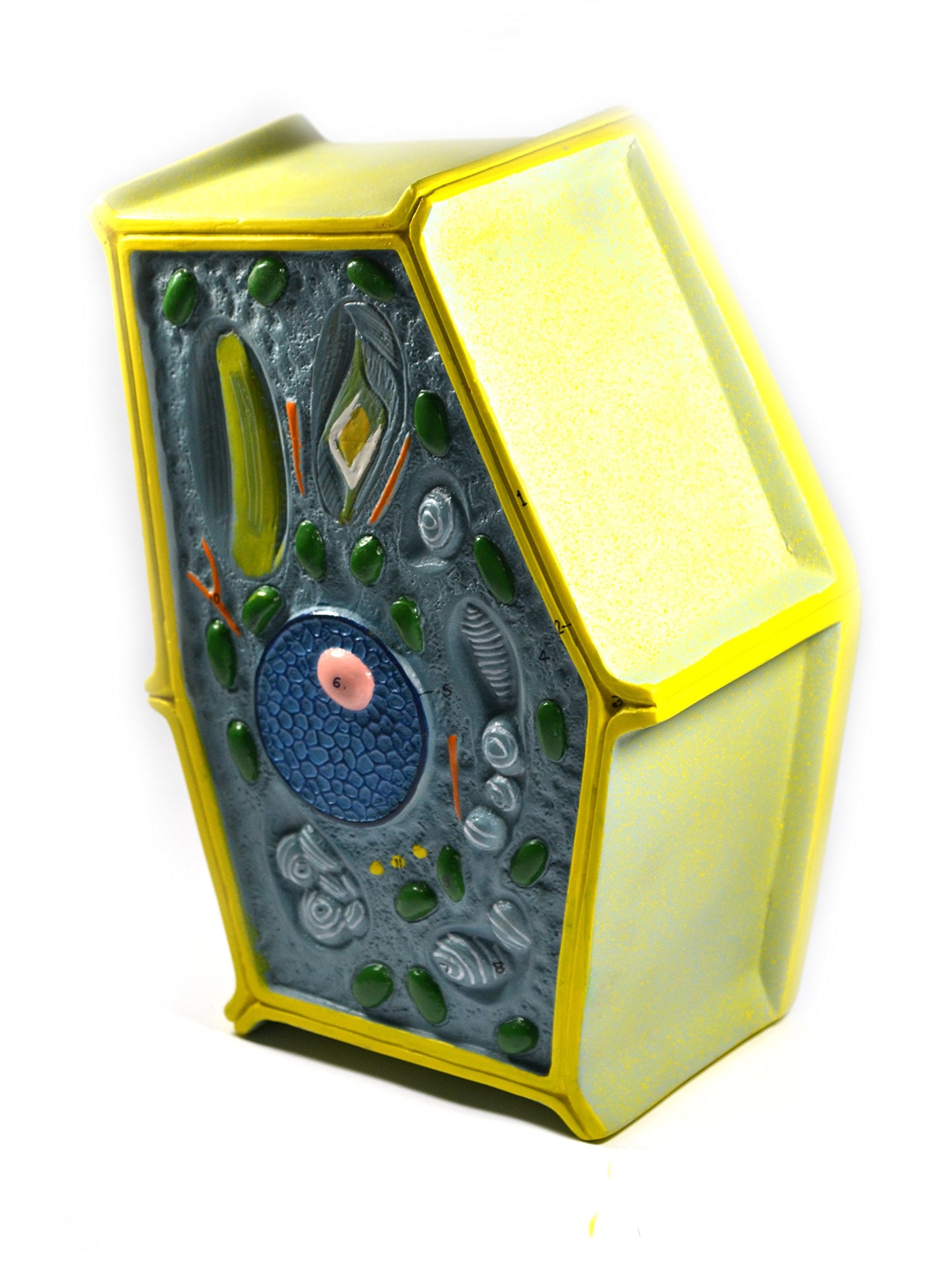 Eisco Labs Plant Cell Model; Free Standing 50 Million Times Enlarged; 10" X 6.5" X 4"