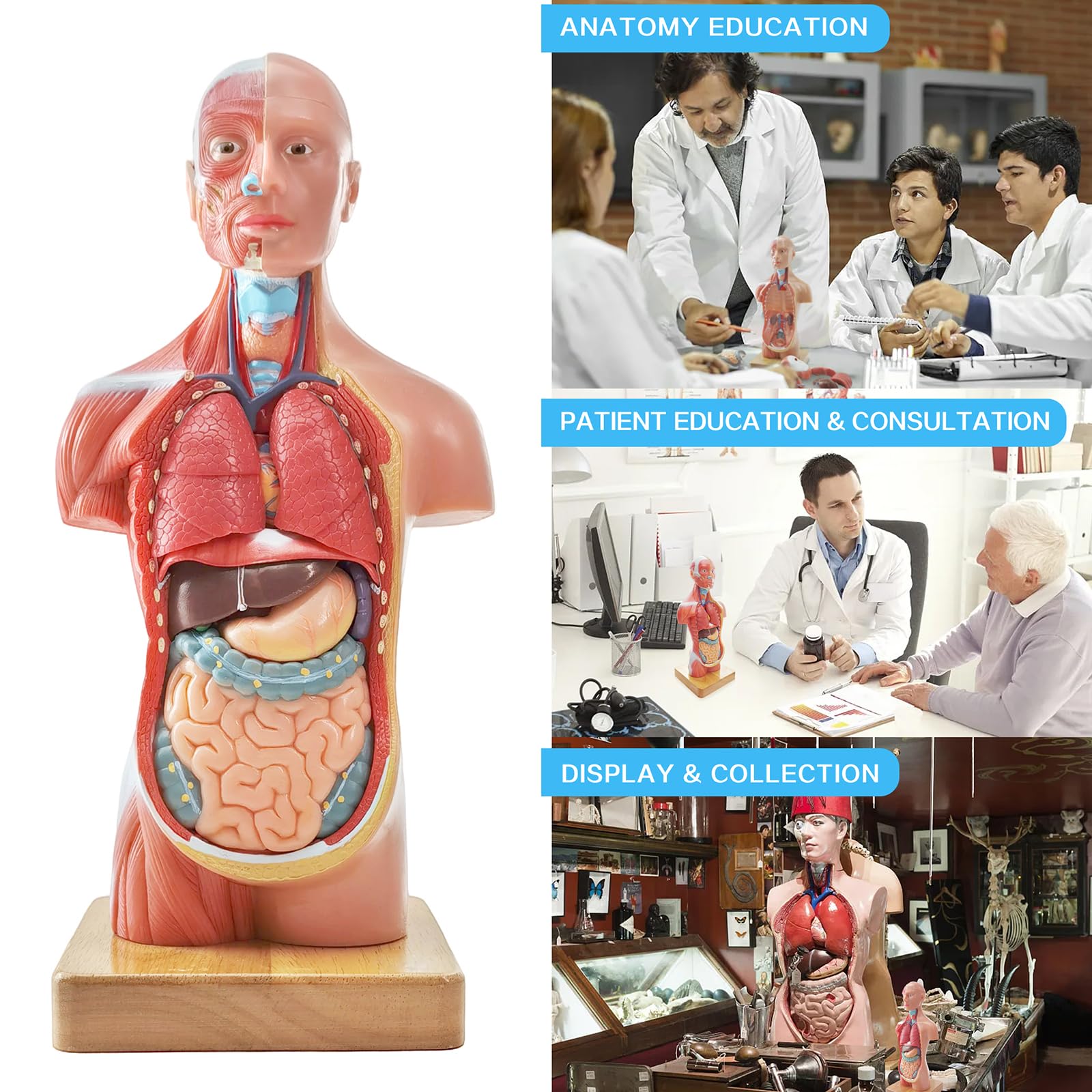 Generies 2026 New 15 Pcs Removable 3D Human Torso Anatomy Model,11 inch Human Body Model with Heart Brain Skeleton Head for Medical Student