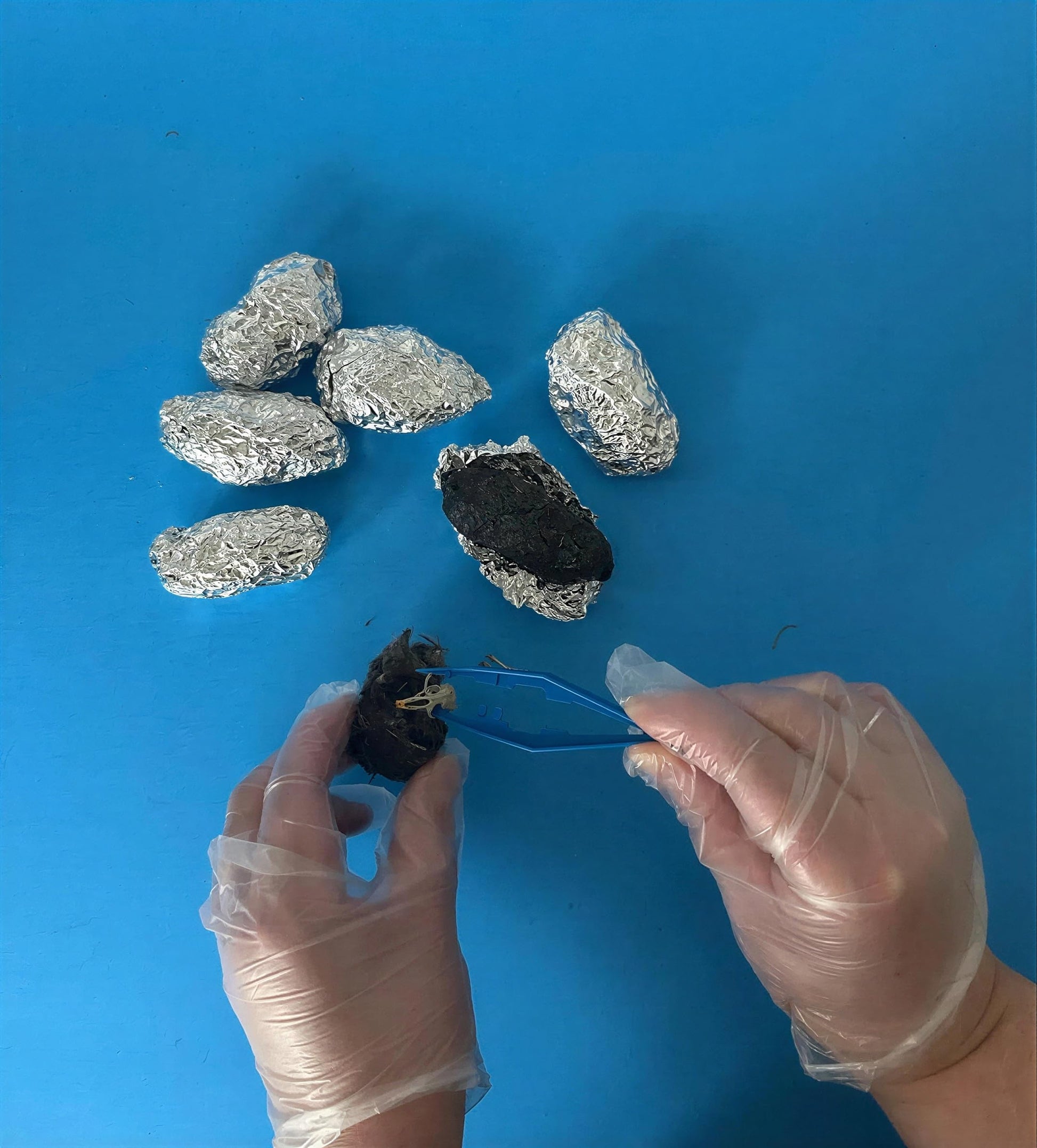 Oregon Owl Pellets Dissection Kit, 6 Large Pellets with Tools and Bone Chart - Classroom Science