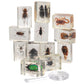 Constructive Playthings Bugs Collection, 12 Real Insects with Mini Magnifyer Scientific Educational Toy