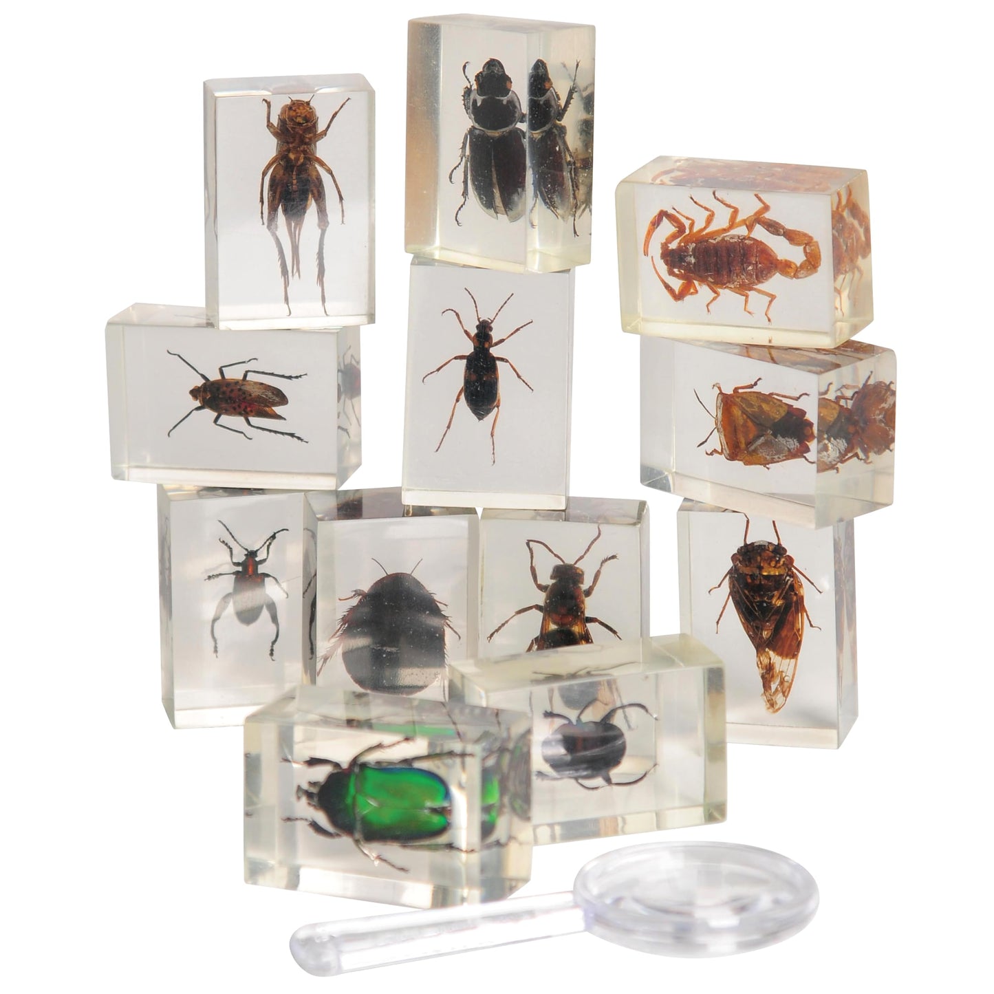 Constructive Playthings Bugs Collection, 12 Real Insects with Mini Magnifyer Scientific Educational Toy