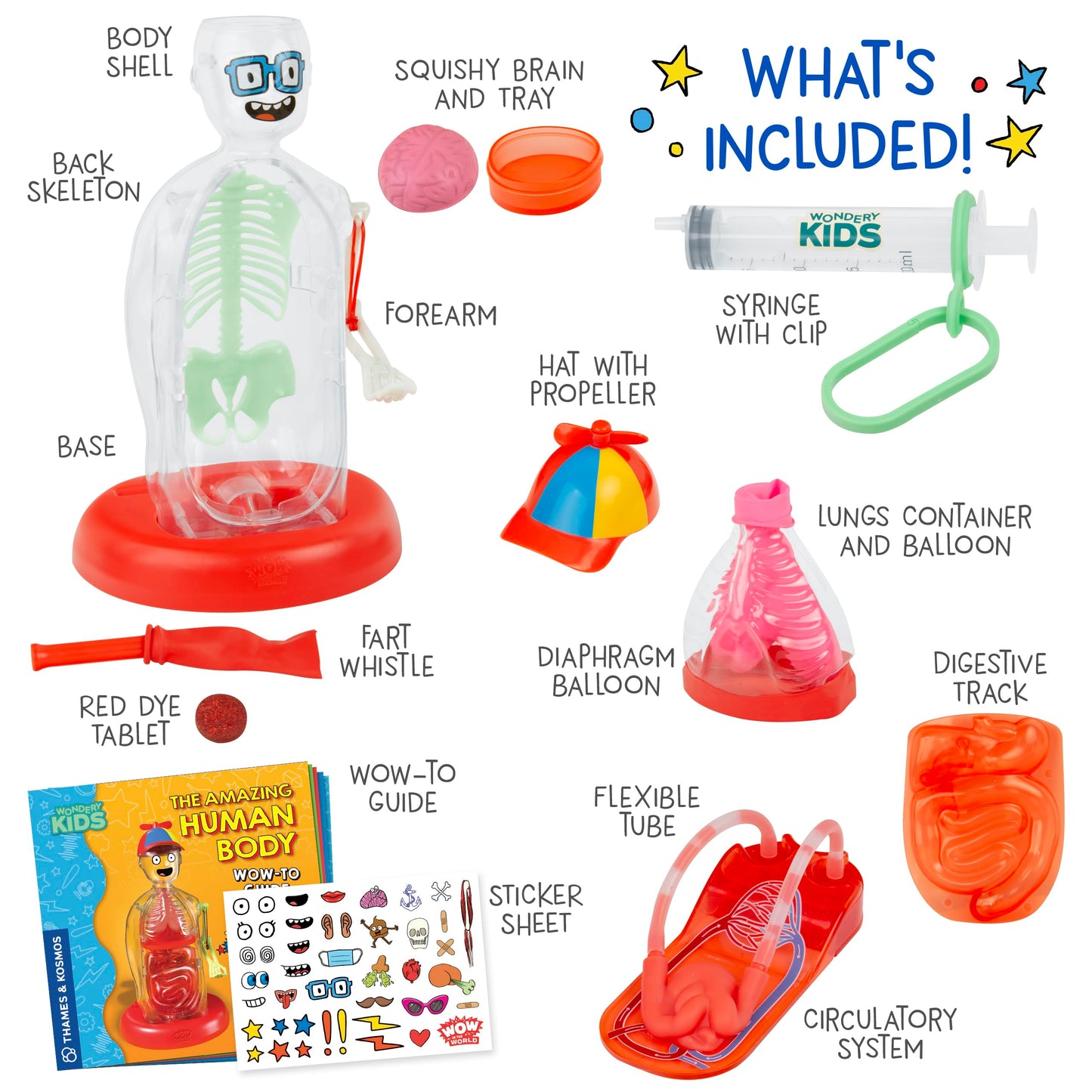 Wow in The World The Amazing Human Body Kit by Thames & Kosmos, Interactive Mechanical Anatomy Model w/Pumping Heart, Lungs, Digestive Tract