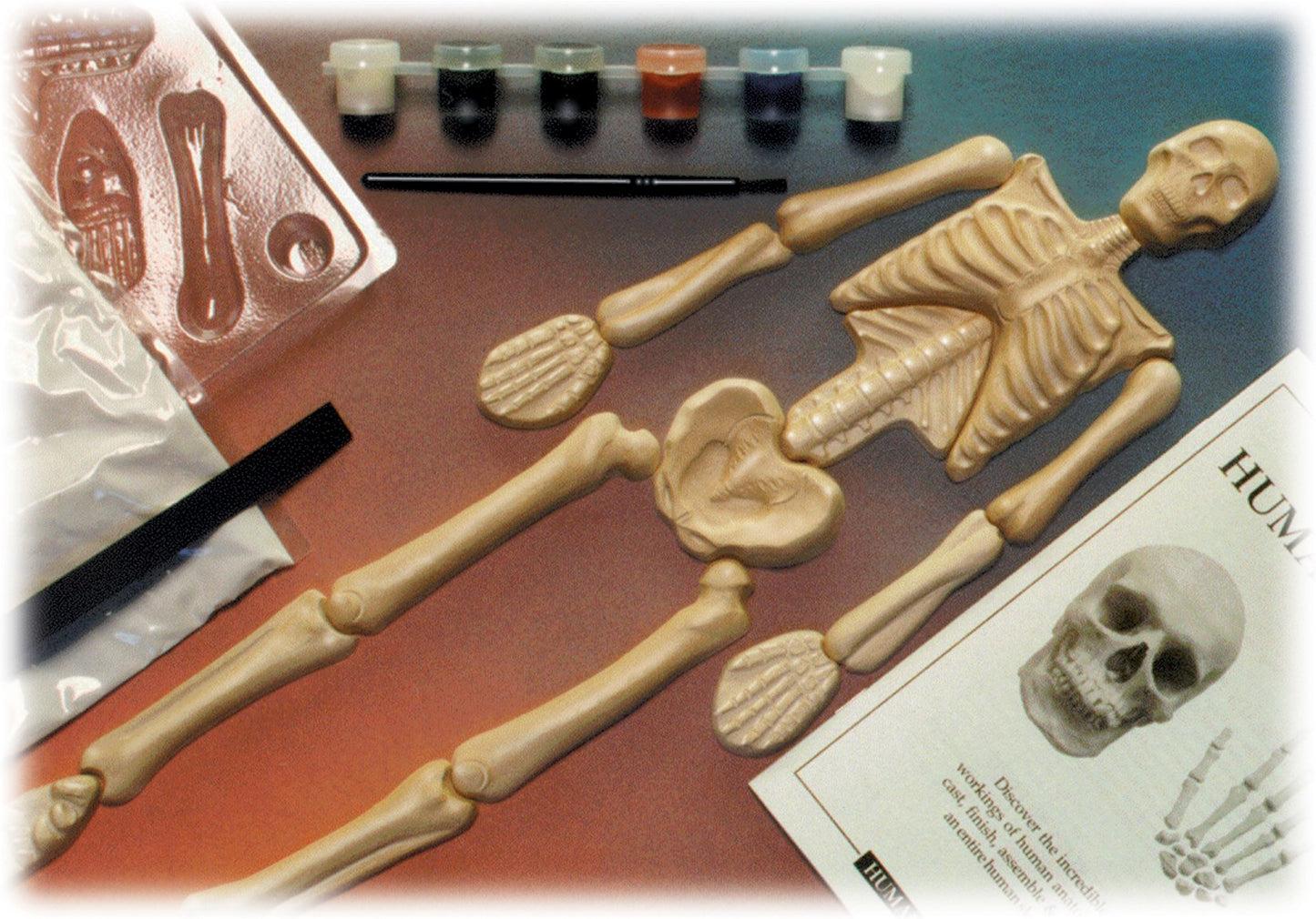 Skullduggery Eyewitness Kits Humanworks Human Skeleton Craft Kit