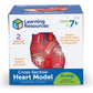 Learning Resources Cross-Section Human Heart Model - Practice Anatomy, Cardiology Artery and Veins Study Tools, Classroom Must Haves, STEM Student