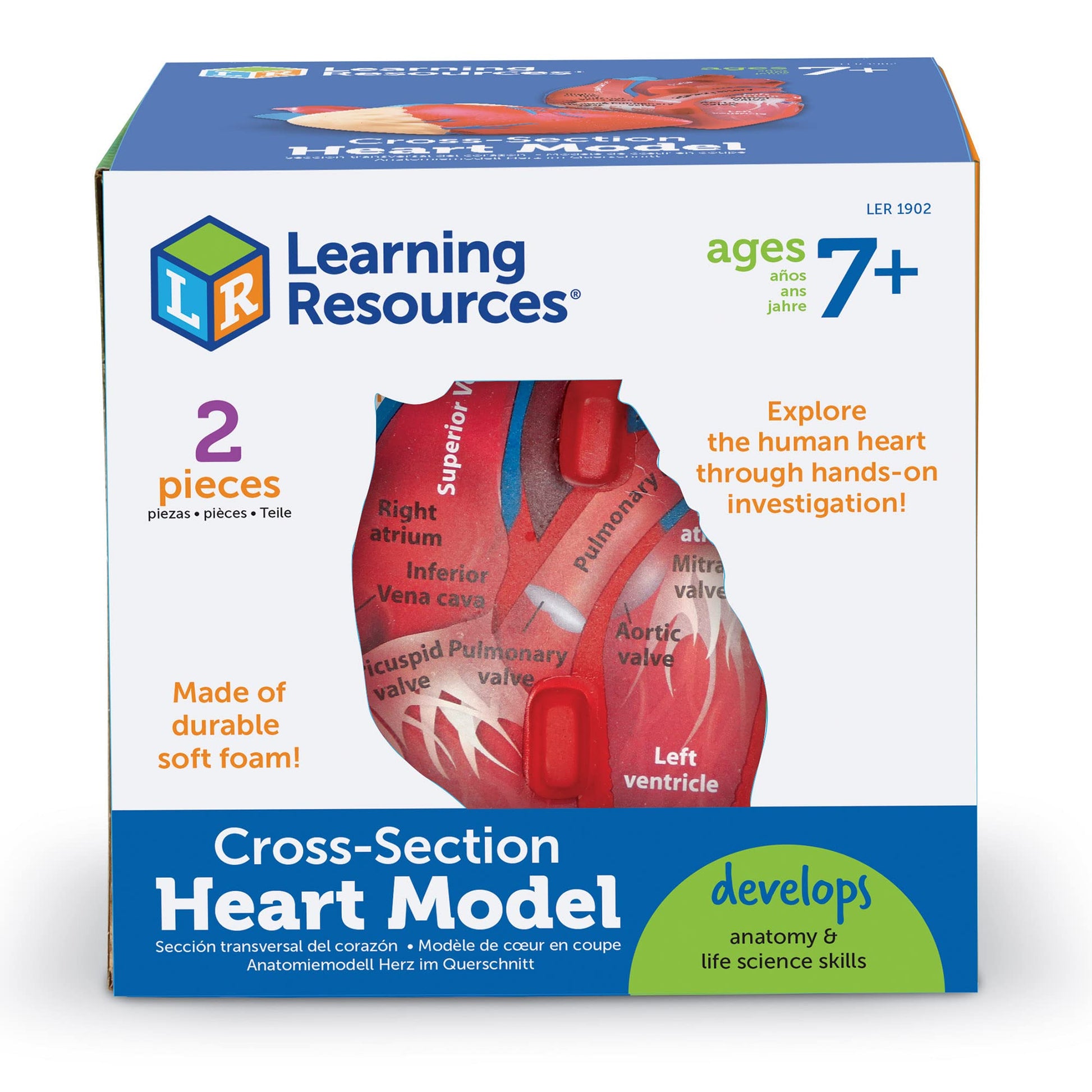 Learning Resources Cross-Section Human Heart Model - Practice Anatomy, Cardiology Artery and Veins Study Tools, Classroom Must Haves, STEM Student