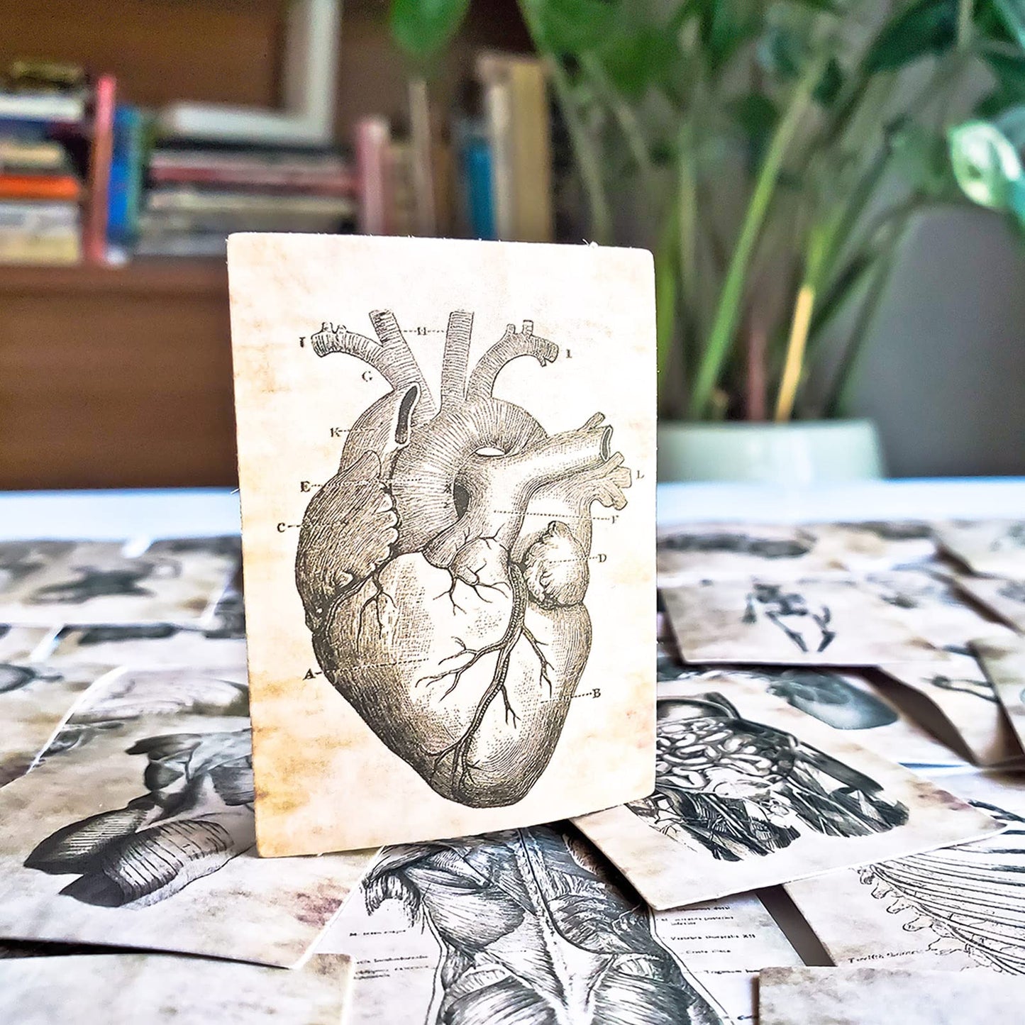 55 pcs Anatomy Vinyl Sticker Pack- Vintage Human Anatomy and Physiology Study Tools of Body Organs, Muscles, Soft Tissues, Medical Gifts for Biology