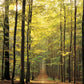 Eurographics Forest Path 1000-Piece Puzzle