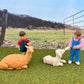 Safari Ltd Petting Zoo TOOB