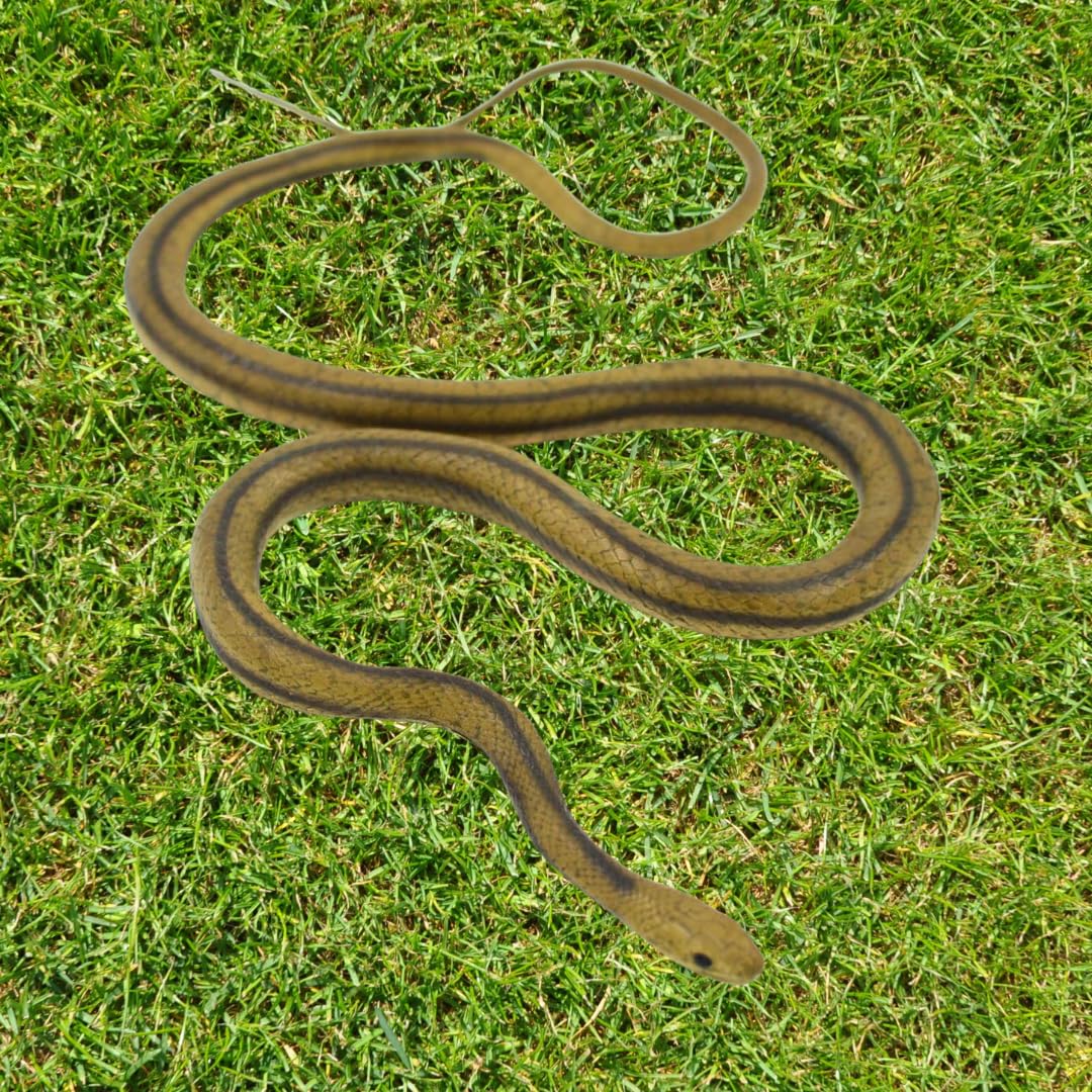 MameJo Lifelike 48" Yellow Rat Snake - Realistic Rubber Snake Replica for Pranks, Garden Decor, and Educational Play