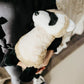 The Petting Zoo Black-Footed Ferret Stuffed Animal Plushie, Gifts for Kids, Wild Onez Animals, Ferret Plush Toy, 12 inches