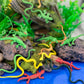Safari Ltd. Reptiles TOOB - 16 Hand-Painted Mini Figurines Including Snakes, Lizards, Iguanas, and Chameleons - Educational Toy Figures For Boys