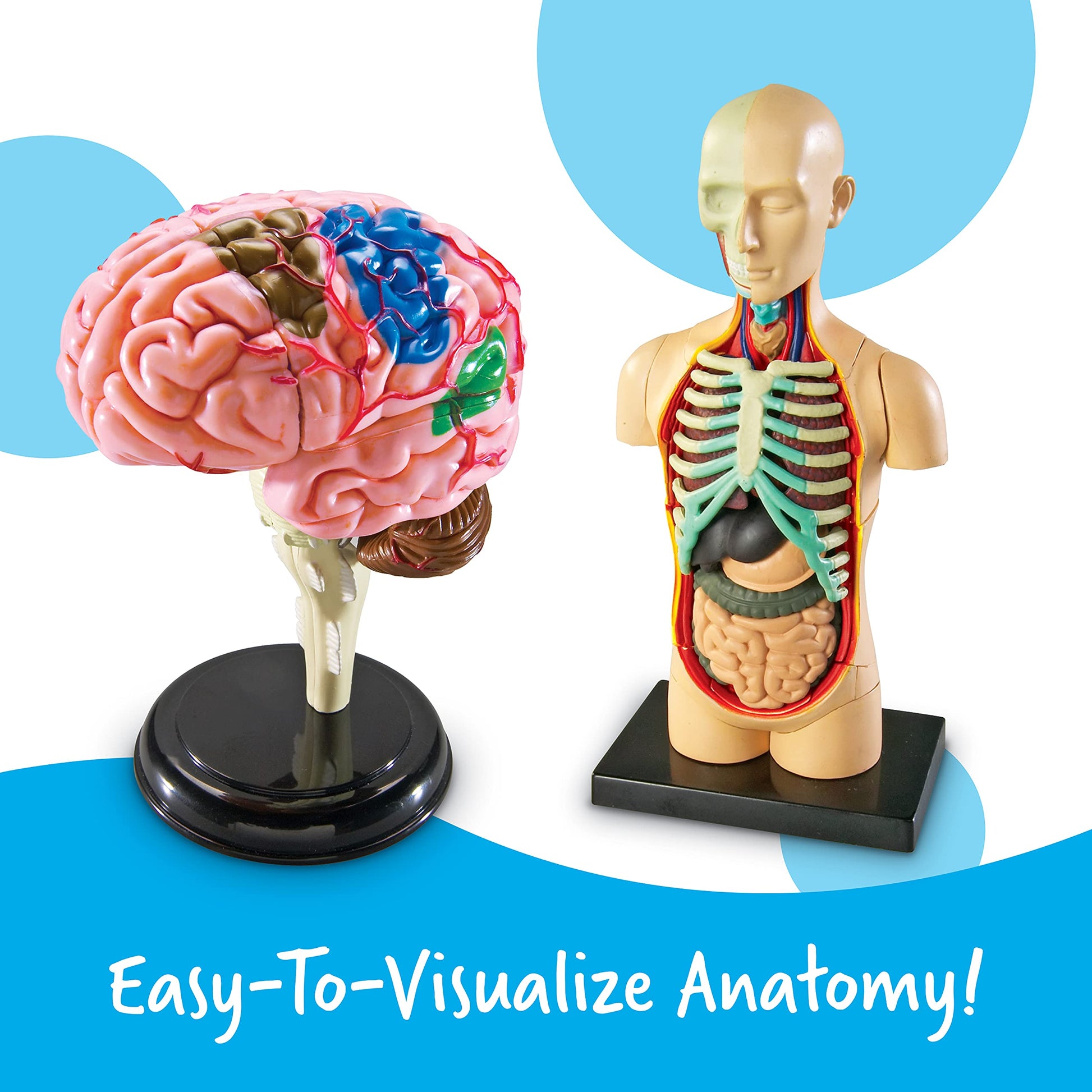 Learning Resources Anatomy Models Bundle Set - Skeleton and Physiology, Human Body Model , Science Classroom Must Haves, Biology Teacher Supplies