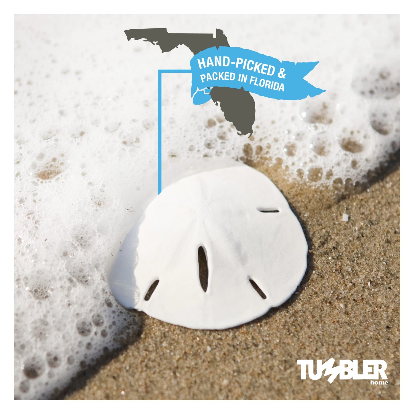 Tumbler Home White Sand Dollars 2" to 2.25" Set of 12 - Wedding Seashell Craft Sand Dollars- Hand Picked and Professionally Packed