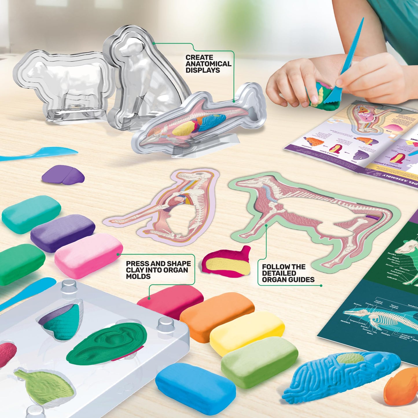 ArtSkills Vet Kit for Kids Animal Anatomy Veterinary Science Kit for Kids