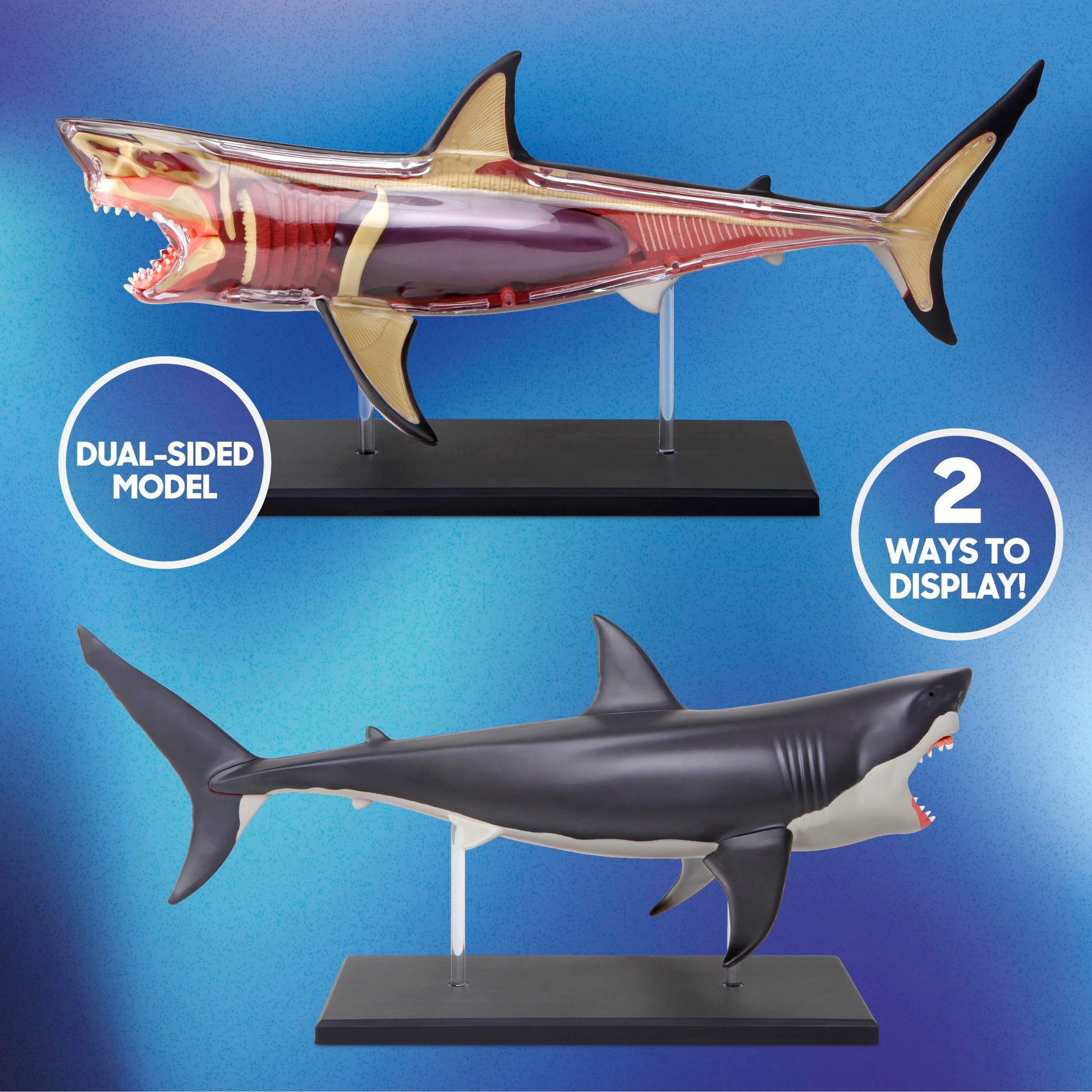Discovery™ 4D Shark Anatomy Kit| Interactive Model Building Set with Display Stand| STEM Biology Science Kit| Fun Activity Puzzle| Ocean Sea Creature