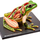 4D Vision Frog Anatomy Model