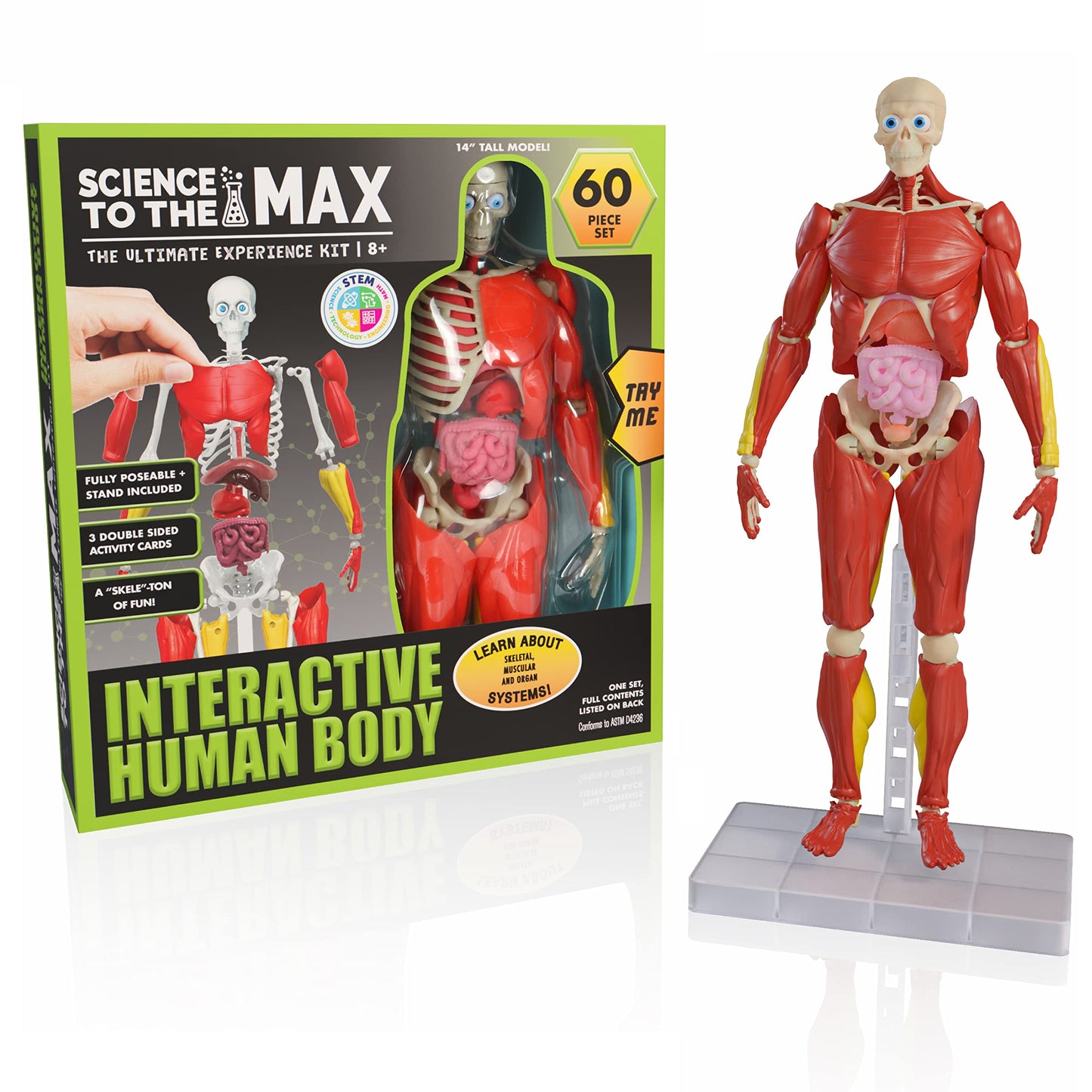 Be Amazing! Toys Interactive Human Body Anatomy Figure, 60 Pieces, Ages 8+