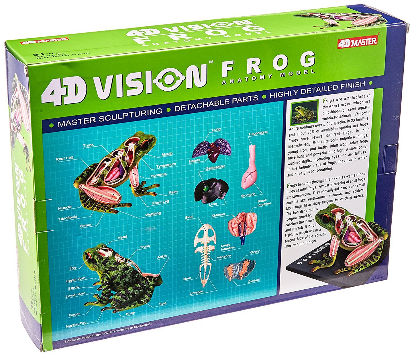 4D Vision Frog Anatomy Model