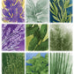Pencil First Games Herbaceous Card Game - A Flavorful Set Collection Game of Garden Herbs and Containers by Pencil First Games for 1-4 Players