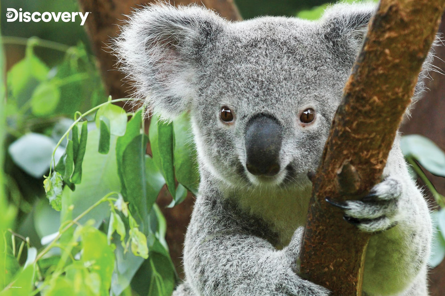 Prime 3D | Discovery | Koala | 150 Piece 3D Jigsaw Puzzle for Kids | Finished Size 18" x 12" | Challenging & Fun for Kids & Families | Immersive 3D