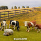 Bullyland Cow Fanny in Black/White Action Figure