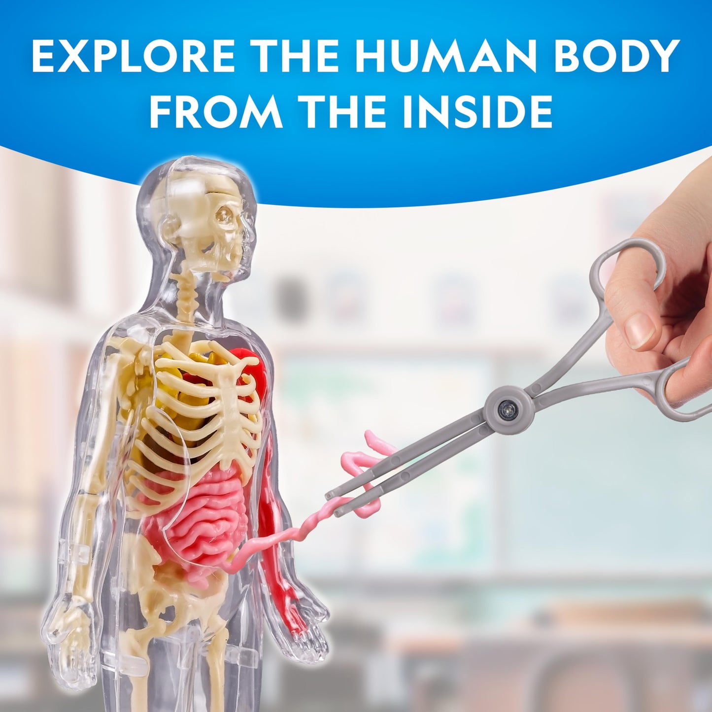 National Geographic Human Body Model for Kids 32-Piece Anatomy Set