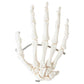 Axis Scientific Skeletal Hand, Left