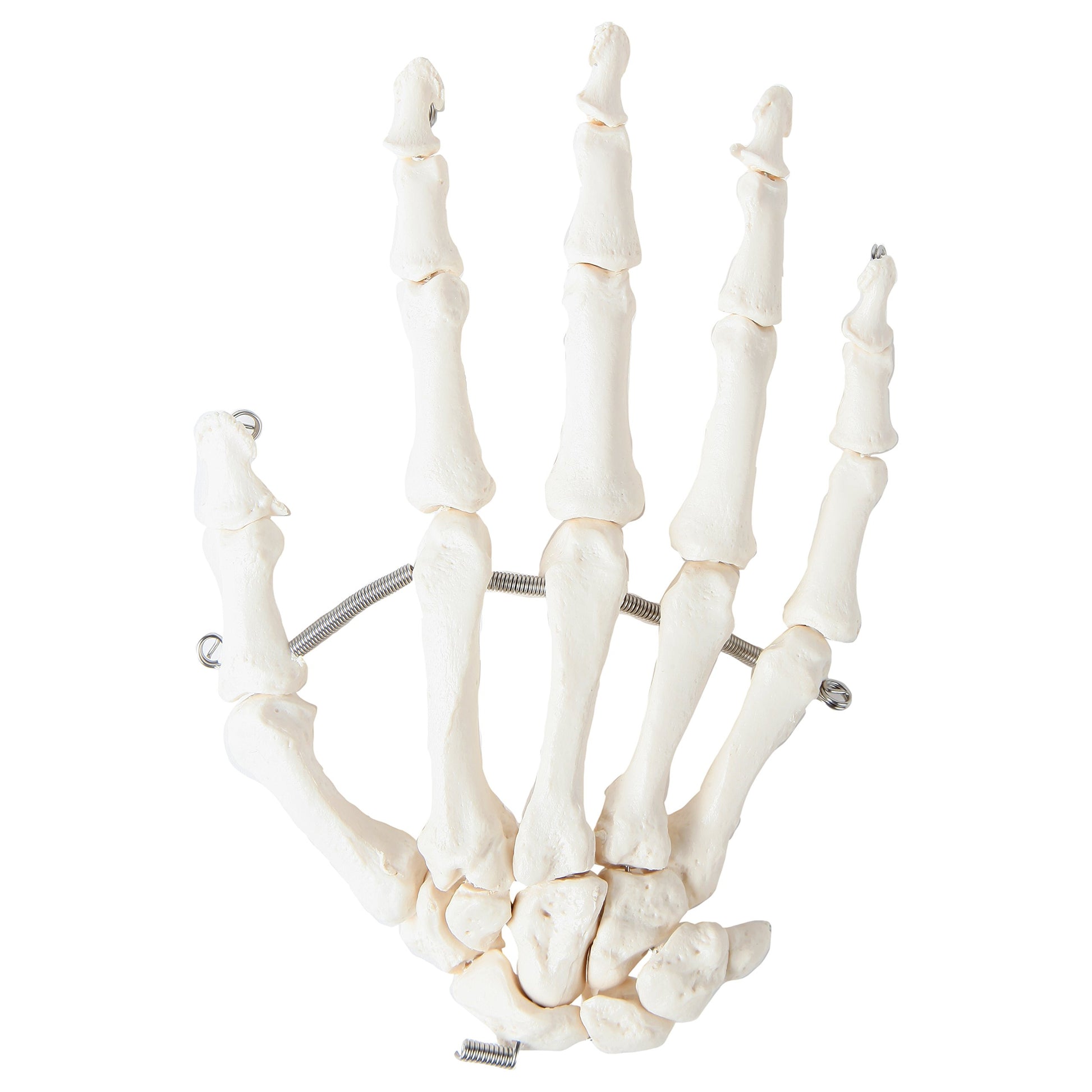 Axis Scientific Skeletal Hand, Left