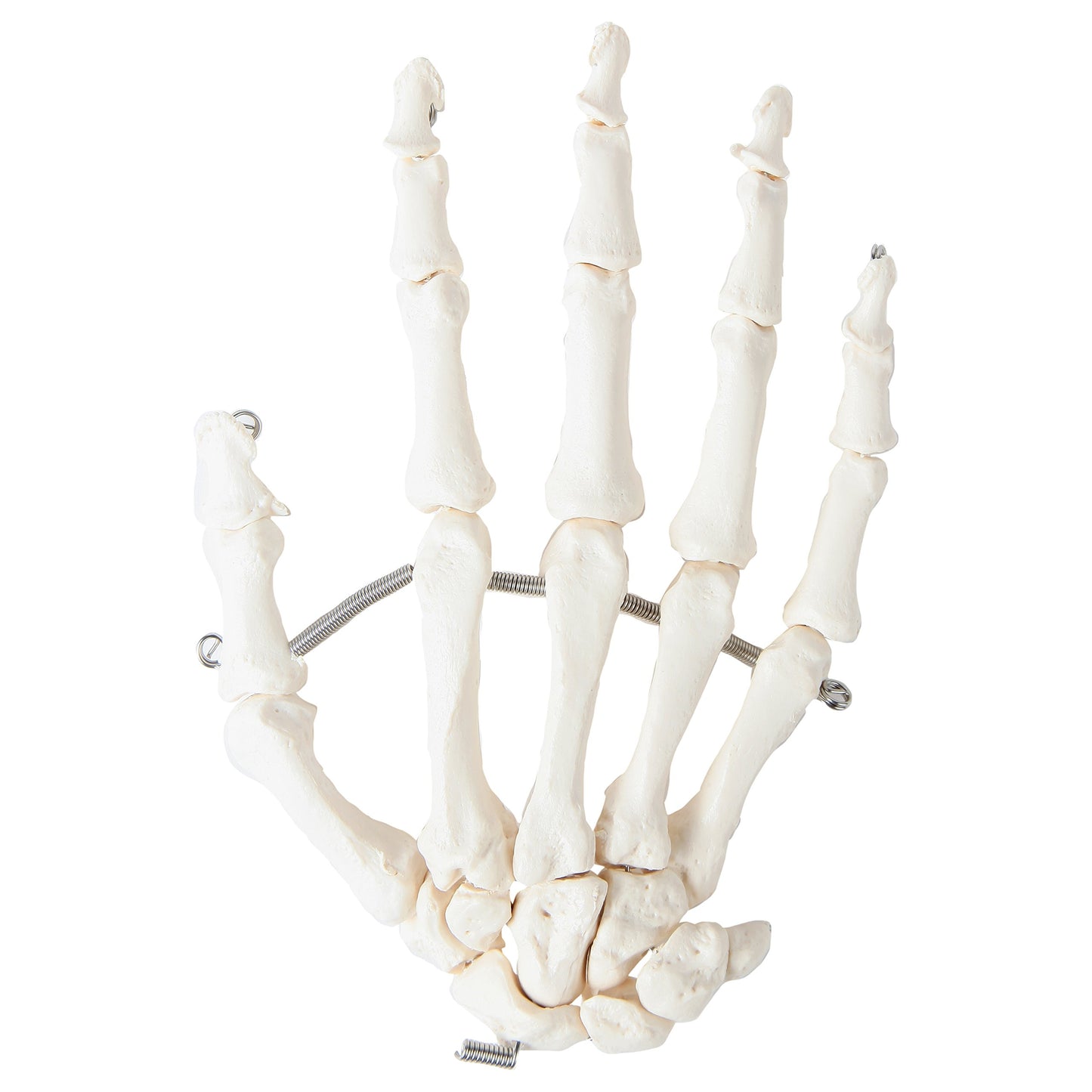 Axis Scientific Skeletal Hand, Right