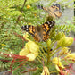 Insect Lore Butterfly Garden with Live Cup of Caterpillars | English and Spanish STEM Activity Journals | 5 Painted Lady Butterfly Baby Caterpillars