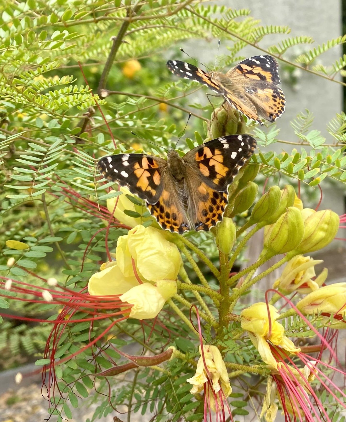Insect Lore Butterfly Garden with Live Cup of Caterpillars | English and Spanish STEM Activity Journals | 5 Painted Lady Butterfly Baby Caterpillars