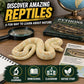 Safari Ltd. Albino Burmese Python Figurine - Lifelike 5.5" Snake Figure - Educational Toy for Boys, Girls, and Kids Ages 3+