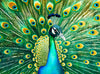 Cross & Glory | 1000 Piece Jigsaw Puzzles for Adults | Emerald Peacock