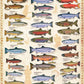 Eurographics Salmon and Trout 1000-Piece Puzzle