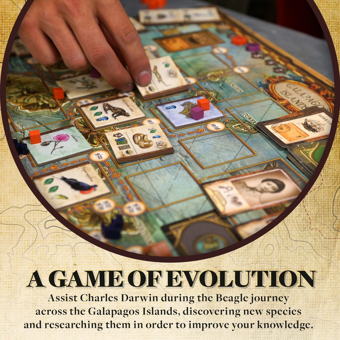 On The Origin of Species | An Evolutionary Research Board Game by Artana Games | Charles Darwin's Trip Through the Galapagos as a Strategic Science