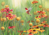 Cobble Hill 500 Piece Puzzle - Rufous Hummingbird - Sample Poster Included