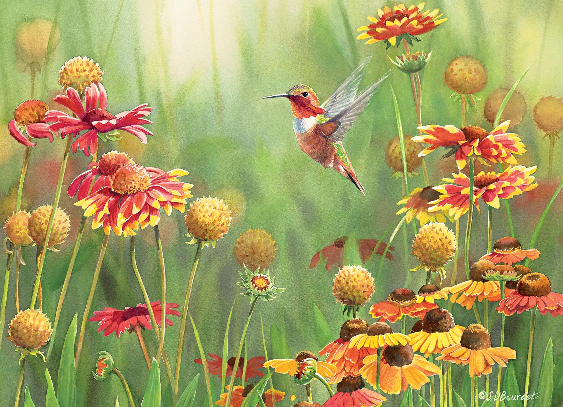 Cobble Hill 500 Piece Puzzle - Rufous Hummingbird - Sample Poster Included