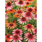 Bits and Pieces 500 Piece Puzzles for Adults - Coral Reef Echinacea - Large 18" x 24" Jigsaw Puzzles 500 Pieces Flowers Floral, No 2 Pieces Alike
