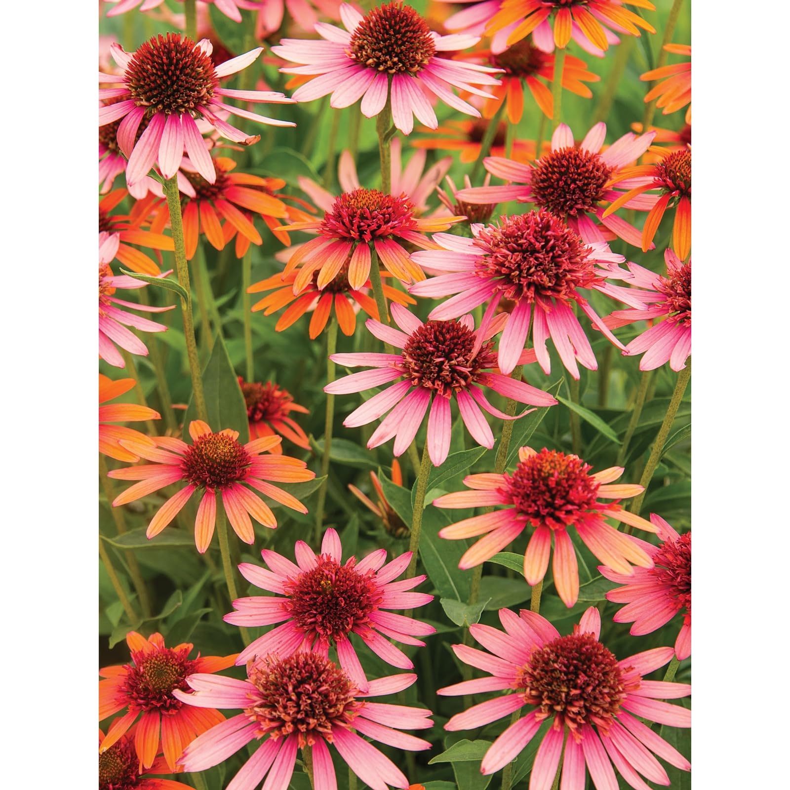 Bits and Pieces 500 Piece Puzzles for Adults - Coral Reef Echinacea - Large 18" x 24" Jigsaw Puzzles 500 Pieces Flowers Floral, No 2 Pieces Alike
