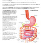 NewPath Digestive System 3-D Paper Model Making Kit - Individual Student Edition (24-7771)